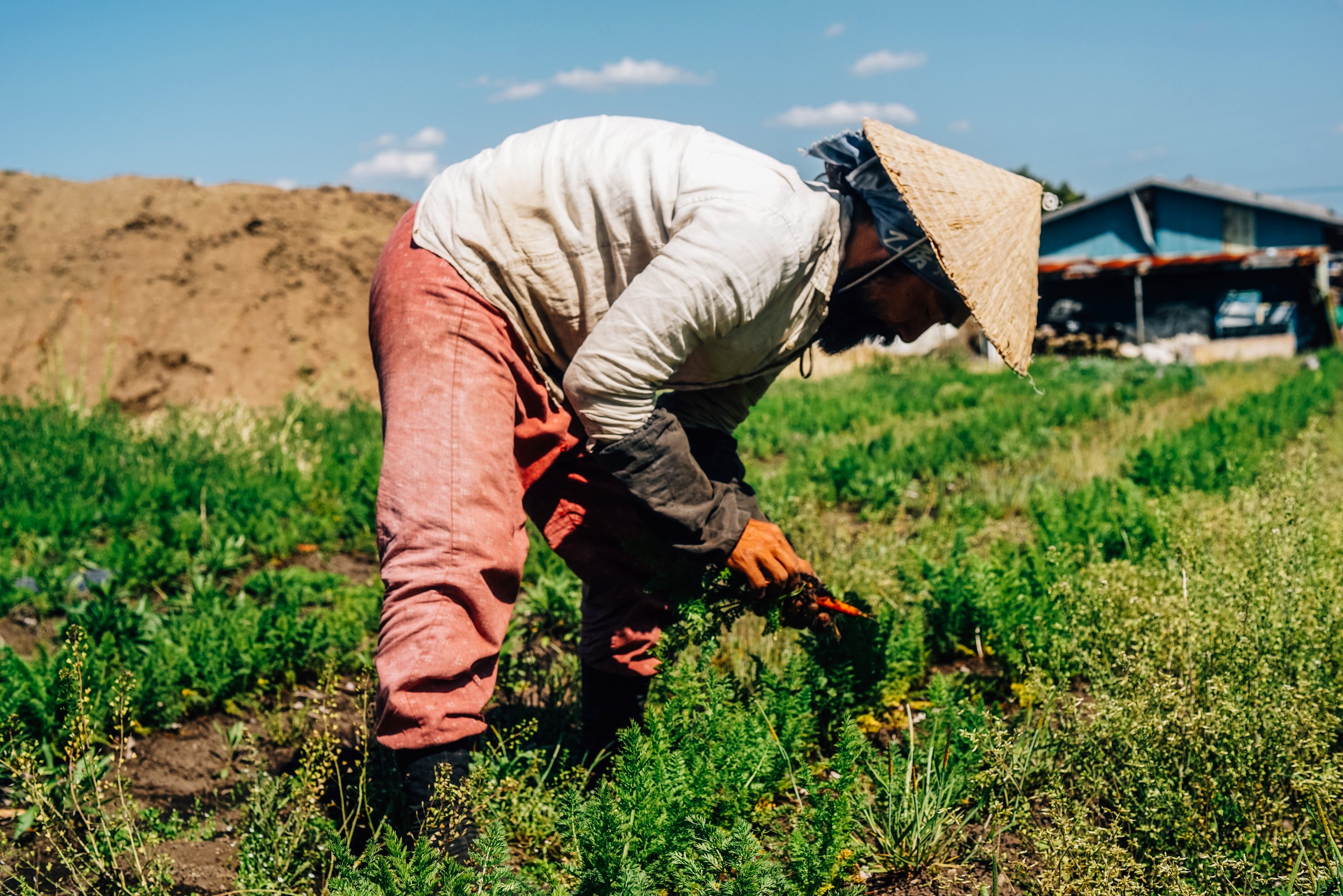 Méthodes agricoles durables pour cultiver des patates douces bio Ethical Seeds, garantissant une farine sans gluten de qualité