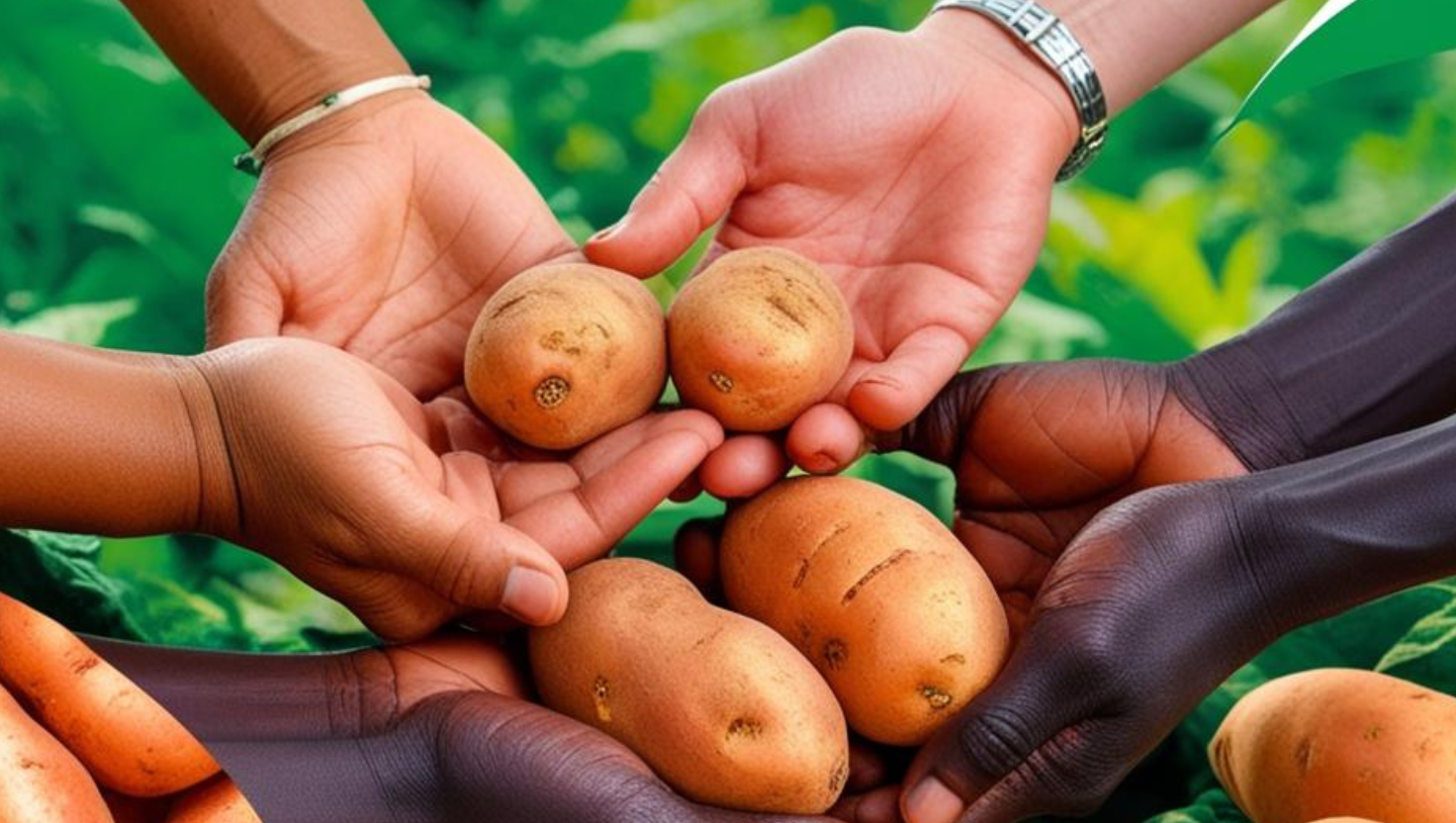 Des mains d'agriculteurs bio recoltant leurs patates douces pour en faire la meilleure farine