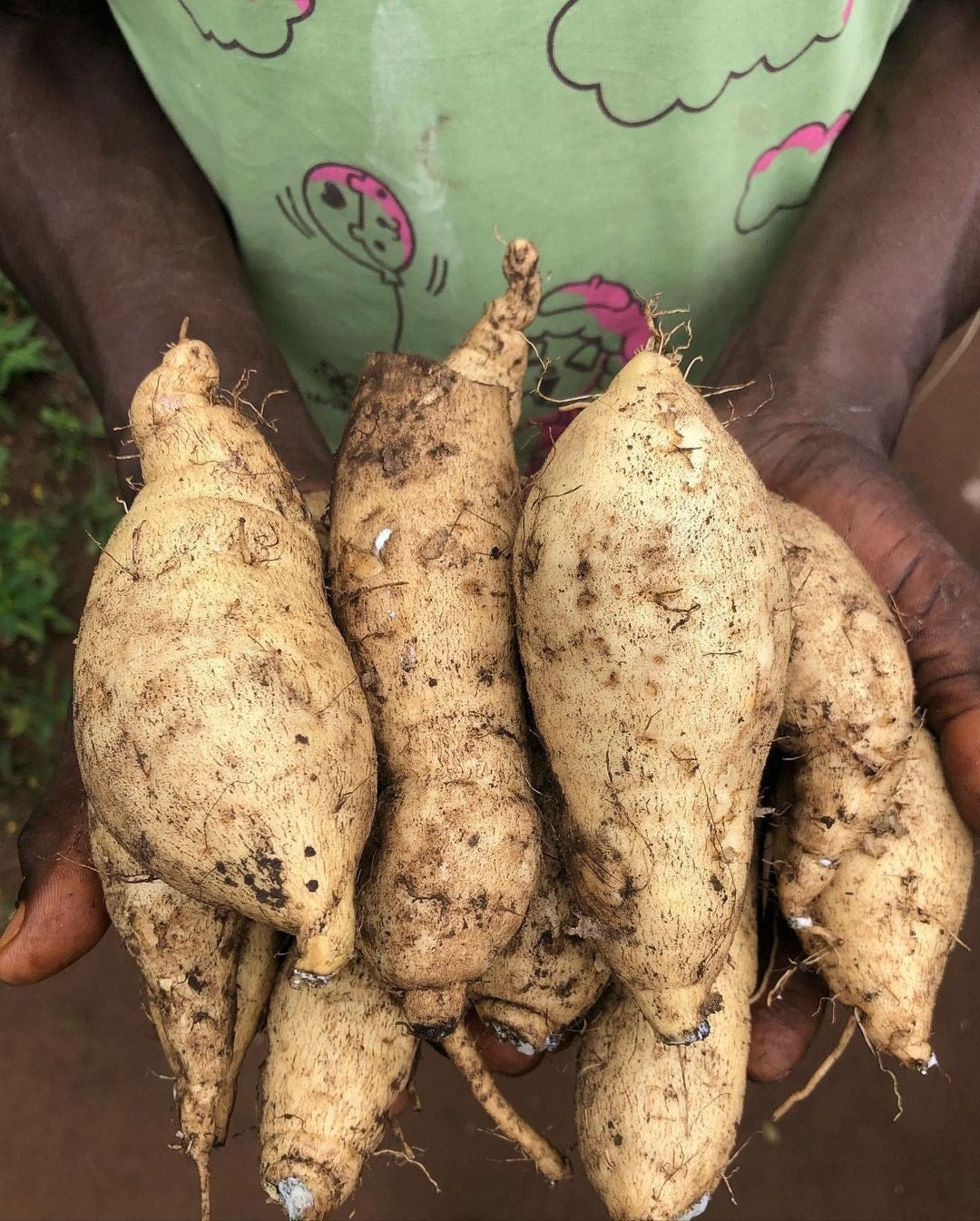 Farine de patate douce bio Ethical Seeds, produite avec des standards de qualité élevés pour une nutrition saine et sans gluten.